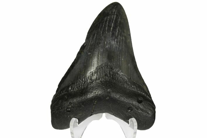 Fossil Megalodon Tooth - Georgia #144300